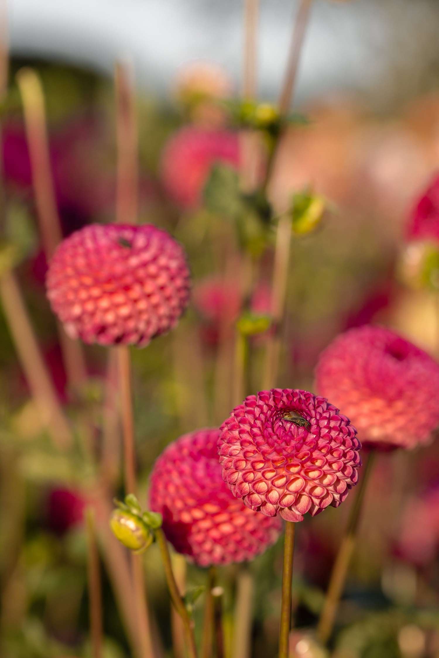 Dahlie 'Burlesca'